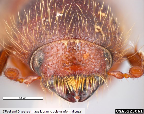 kosmati smrekov lubadar (<i>Dryocoetes autographus</i>)