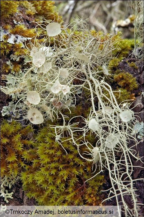 Usnea filipendula