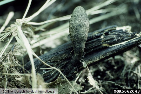 kopučasta lesenjača (<i>Xylaria polymorpha</i>)