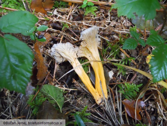 Cantharellus lutescens