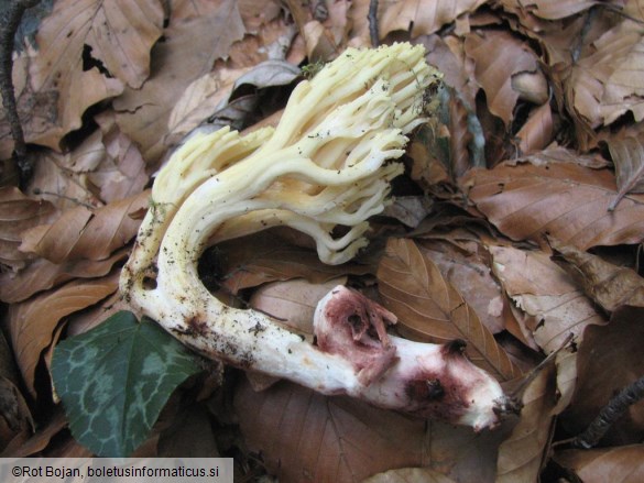 Ramaria sanguinea