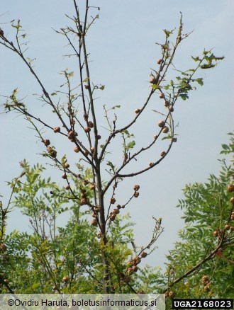hrastova koreninska šiškarica (<i>Biorhiza pallida</i>) na <i>Quercus robur</i>