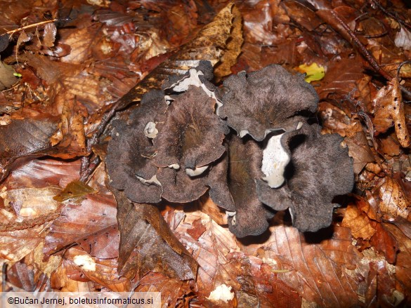 Craterellus cornucopioides