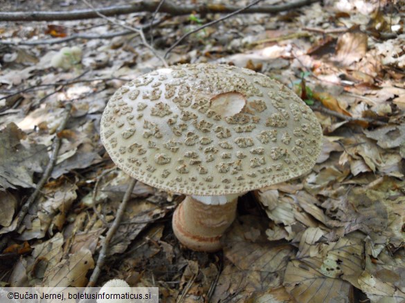 Amanita rubescens