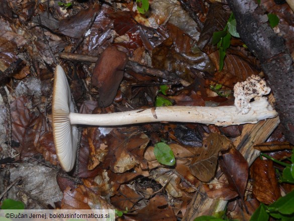 Amanita fulva