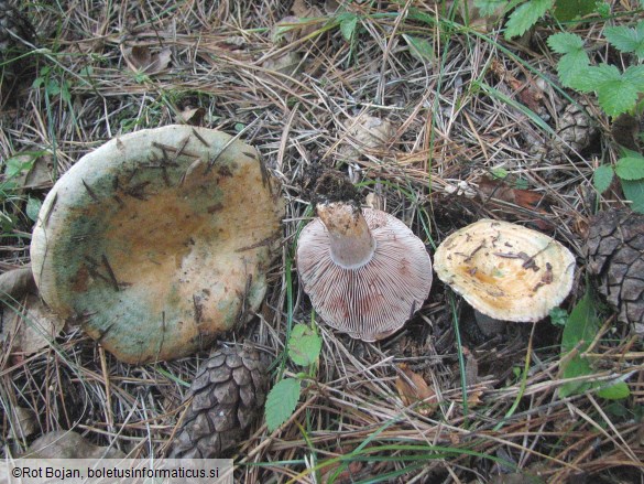 Lactarius sanguifluus