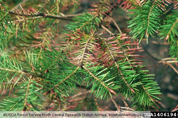 sajasti osip duglazije (<i>Phaeocryptopus gaeumannii</i>) na <i>Pseudotsuga menziesii</i>