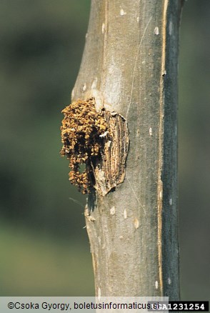 mali topolov steklokrilec (<i>Sciapteron tabaniformis</i>)