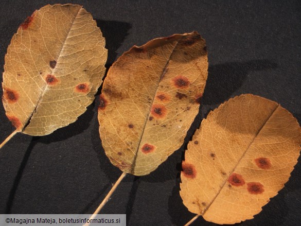 Gymnosporangium juniperinum