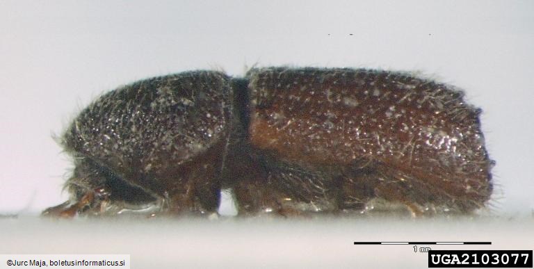 mrki borov lubadar (<i>Orthotomicus suturalis</i>)