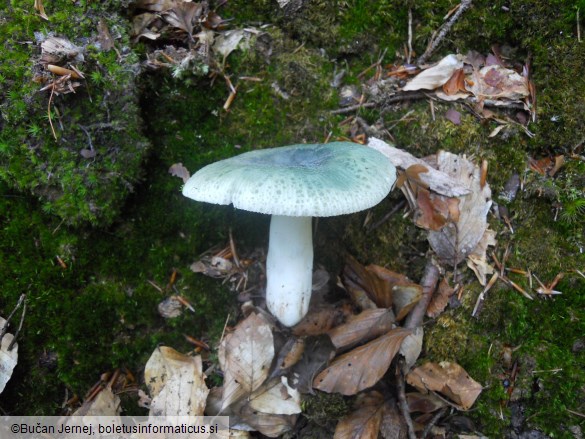 Russula aeruginea