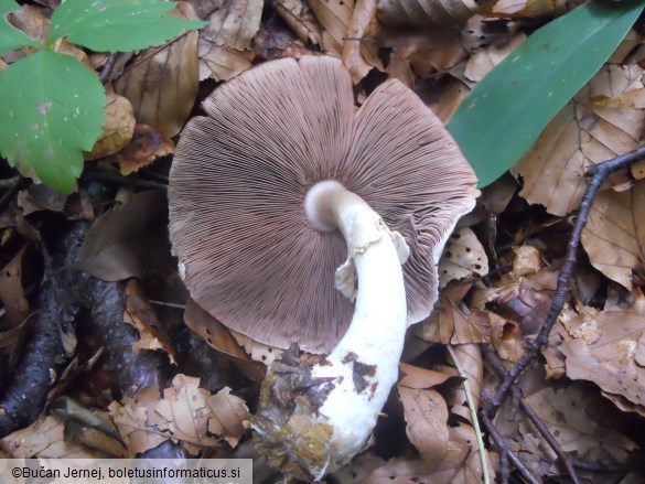 Agaricus essettei