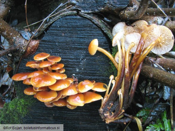 Flammulina velutipes