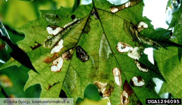 platanov listni zavrtač (<i>Phyllonorycter platani</i>)