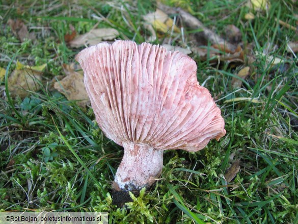 Hygrophorus russula