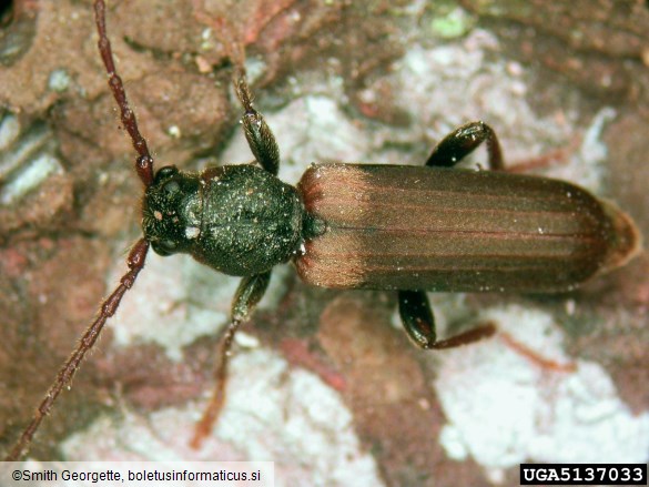 rjavi smrekov kozliček (<i>Tetropium fuscum</i>) na <i>Picea rubens</i>