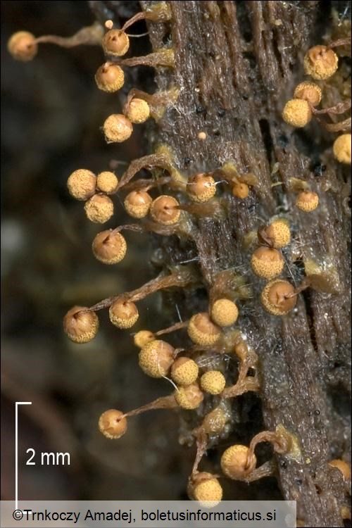 Cribraria intricata