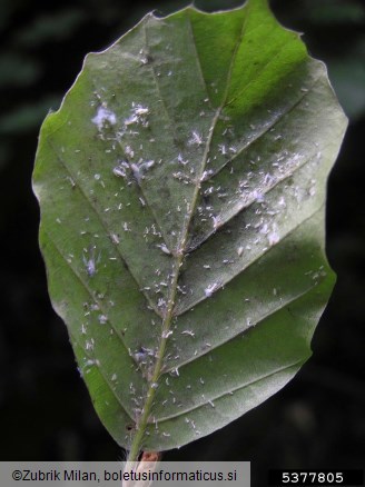 bukova listna uš (<i>Phyllaphis fagi</i>) na <i>Fagus sylvatica</i>