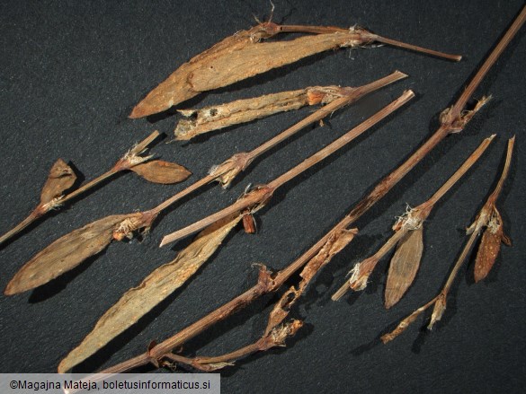 Uromyces polygoni-avicularis