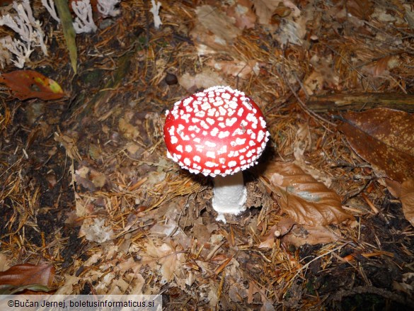 Amanita muscaria