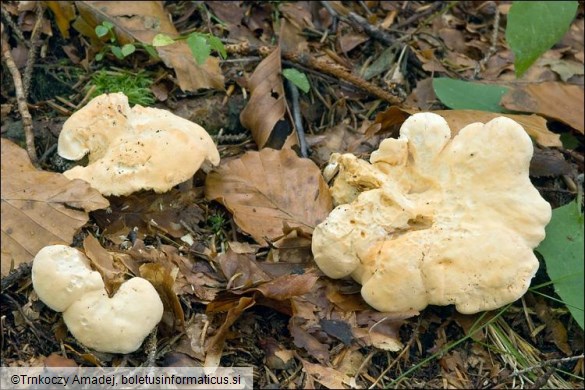 Hydnum repandum