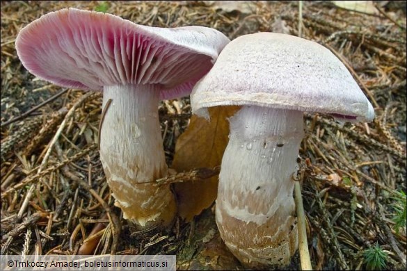 Cortinarius camphoratus