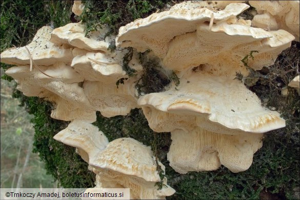 Trametes pubescens