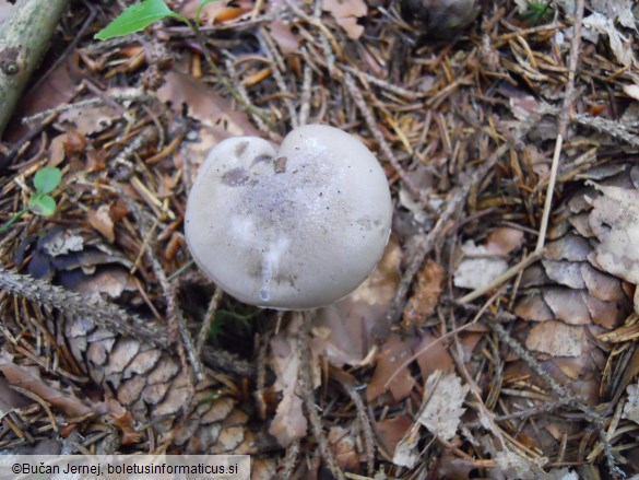 Hygrophorus agathosmus