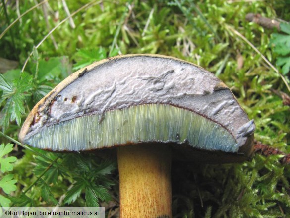 Boletus luridus