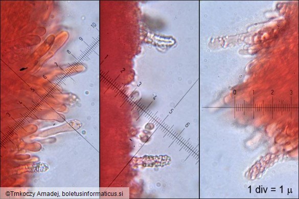 Steccherinum bourdotii