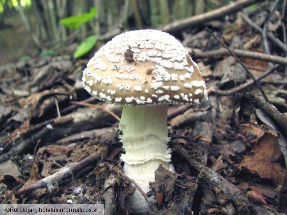 Amanita pantherina