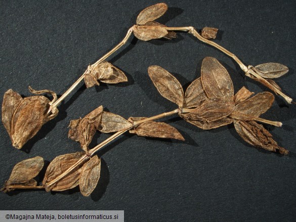 Puccinia valantiae