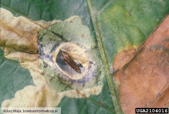 listni zavrtač divjega kostanja (<i>Cameraria ohridella</i>) na <i>Aesculus hippocastanum</i>