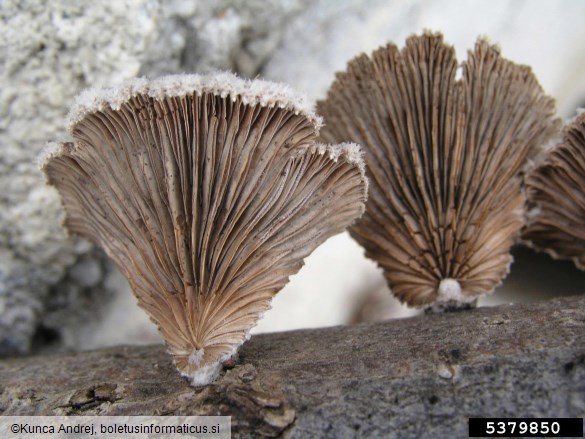 navadna cepilistka (<i>Schizophyllum commune</i>) na <i>Fagus sylvatica</i>