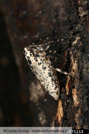 veliki zimski pedic ali veliki zmrzlikar (<i>Erannis defoliaria</i>)