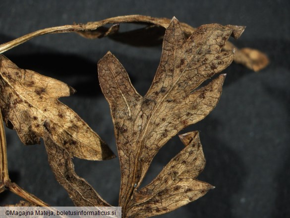 Puccinia oreoselini 