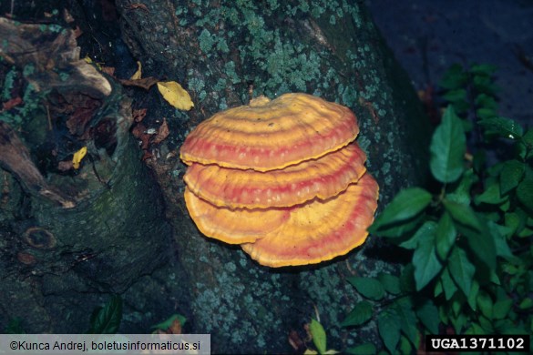 žvepleni lepoluknjičar (<i>Laetiporus sulphureus</i>) na <i>Prunus</i> spp.