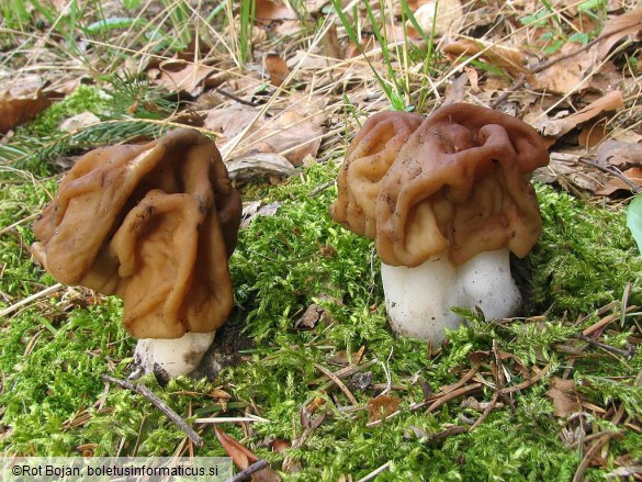 Gyromitra gigas