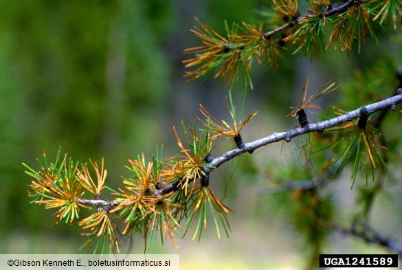 osip macesnovih iglic (<i>Meria laricis</i>) na <i>Larix occidentalis</i>