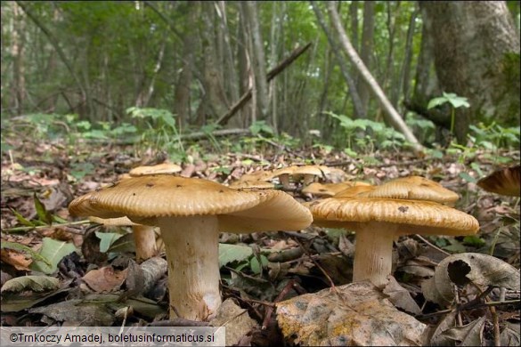 Russula laurocerasi