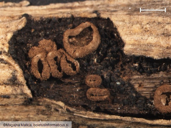 Peziza cinereofusca 
