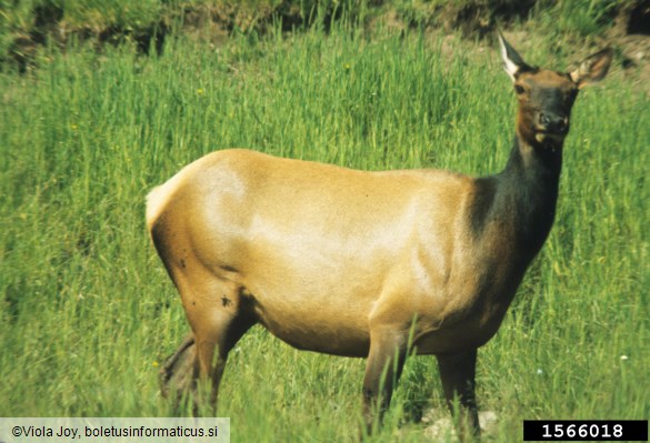 navadni (rdeči) jelen (<i>Cervus elaphus</i>)