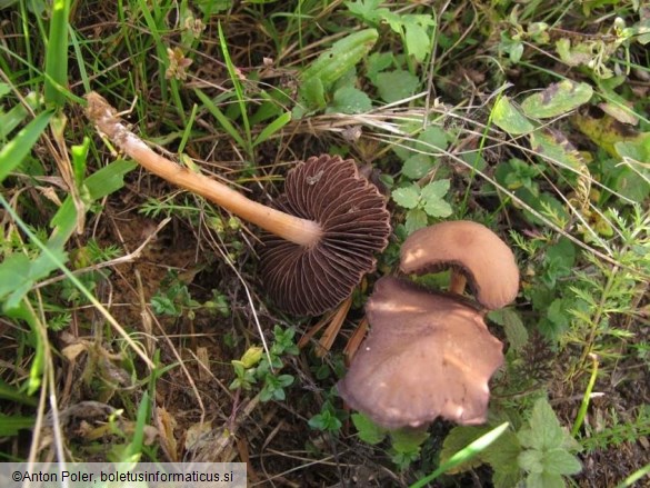 Psathyrella bipellis