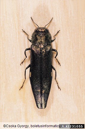 <i>Agrilus biguttatus</i>