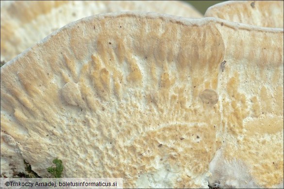 Trametes pubescens