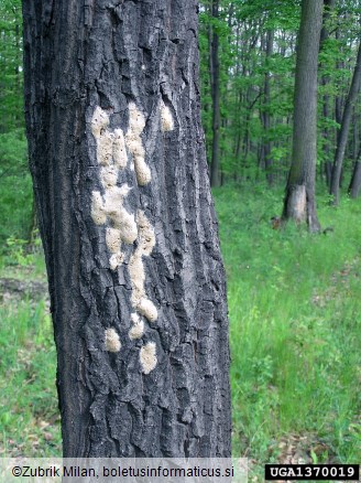 gobar (<i>Lymantria dispar</i>) na <i>Quercus</i> spp.