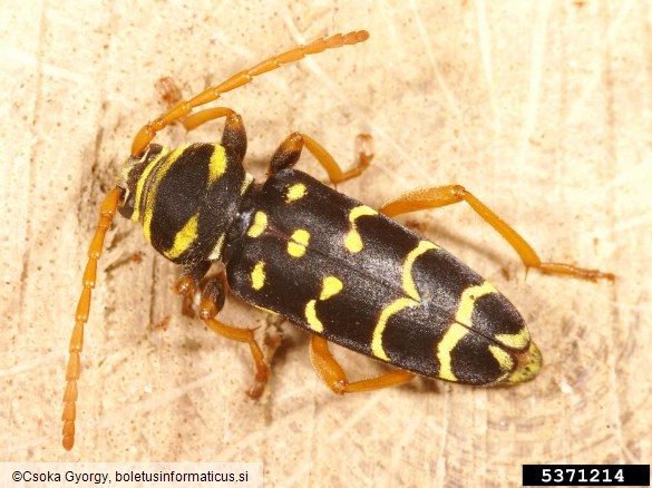 slokasti jarec (<i>Plagionotus arcuatus</i>)