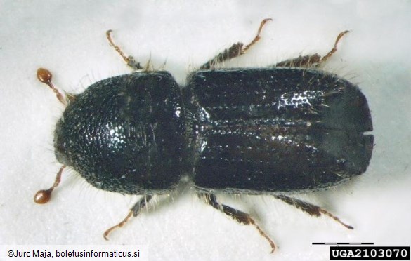 osmerozobi smrekov lubadar ali knaver (<i>Ips typographus</i>)