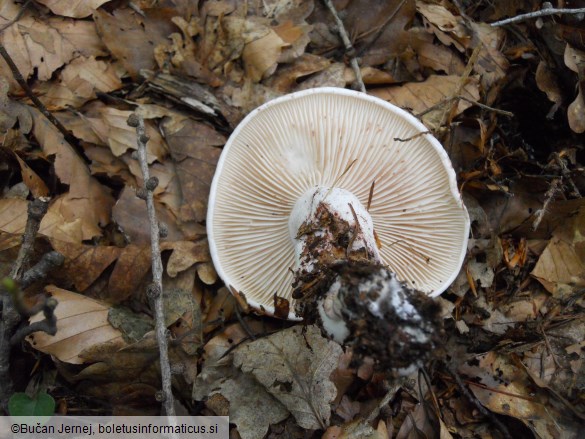 Hygrophorus russula