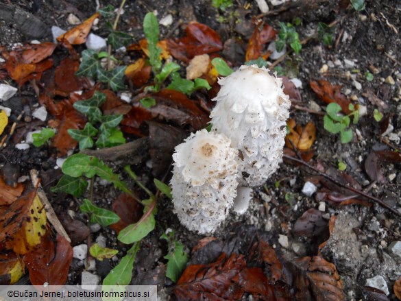 Coprinus comatus